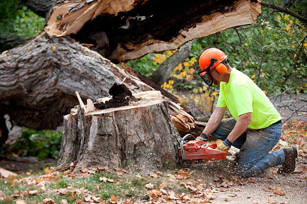 Best Commercial Tree Services  in Rogersville, MO