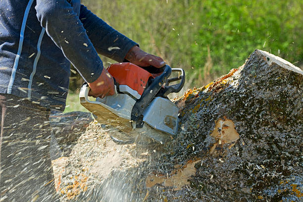  Rogersville, MO Tree Services Pros